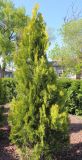 Platycladus orientalis. Дерево весной. Ростовская обл., г. Таганрог, в культуре на газоне. 28.04.2016.