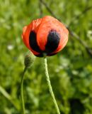 Papaver stevenianum. Цветок. Украина, г. Луганск, балка Калмыцкий яр, верхняя часть степного склона южной эксп. с выходами мело-мергельной породы и рудеральной растительностью. 05.05.2016.