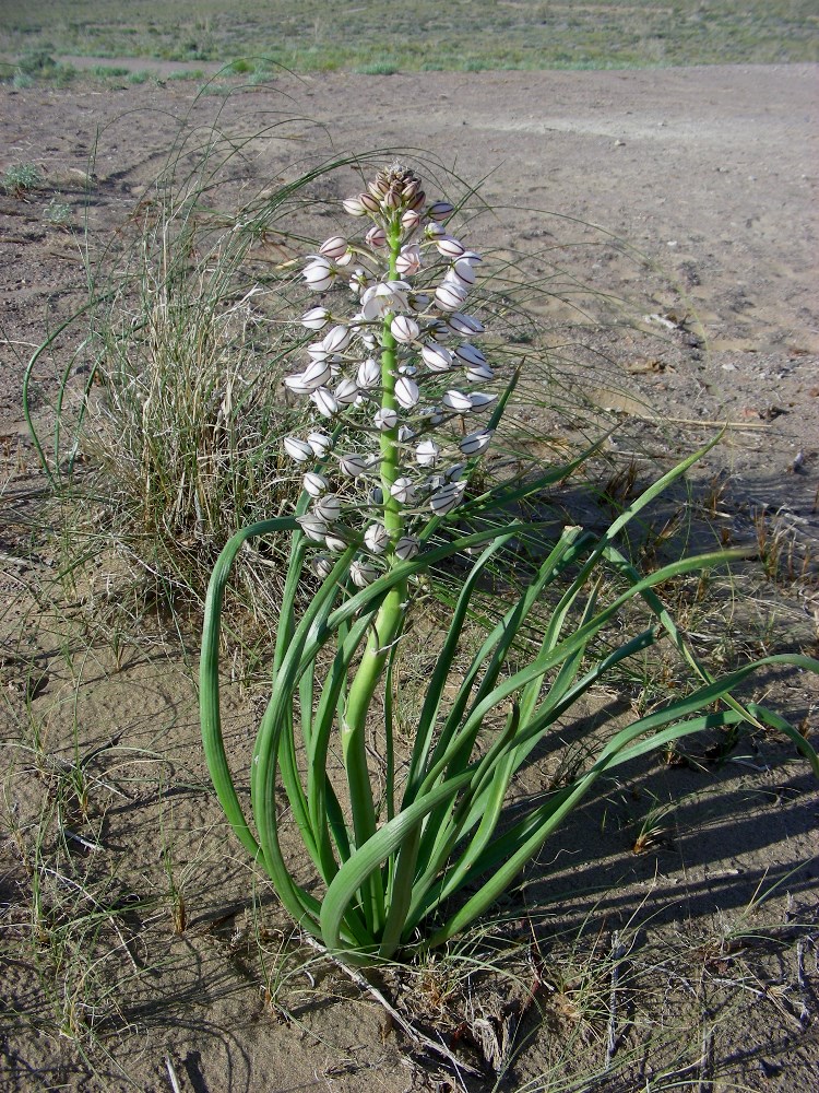 Изображение особи Eremurus anisopterus.