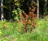 Quercus robur. Молодые растения. Московская обл., Раменский р-н, окр. ж.-д. платформы Хрипань, просека под ЛЭП. 23.05.2016.
