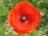 Papaver rhoeas