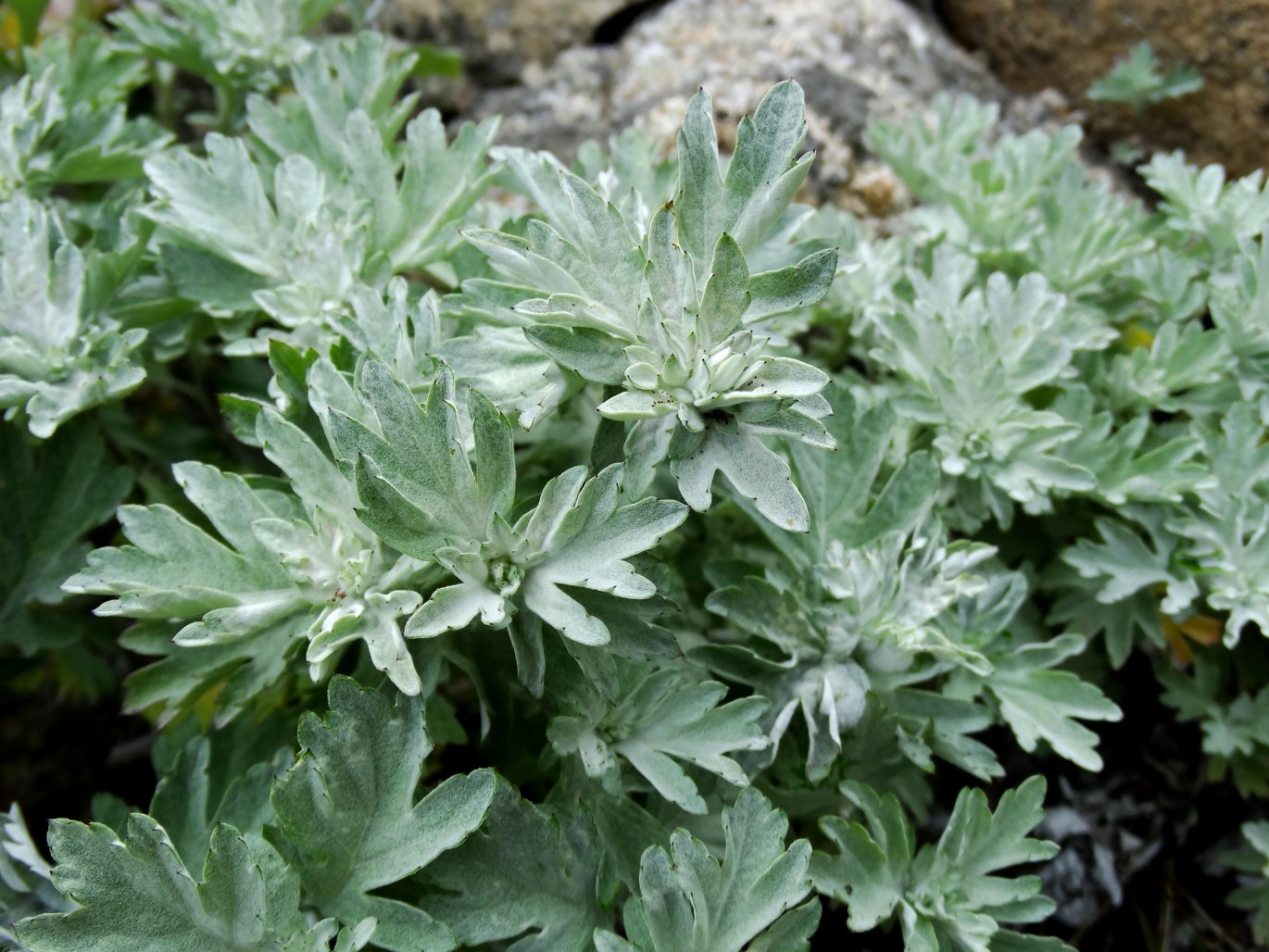 Image of genus Artemisia specimen.