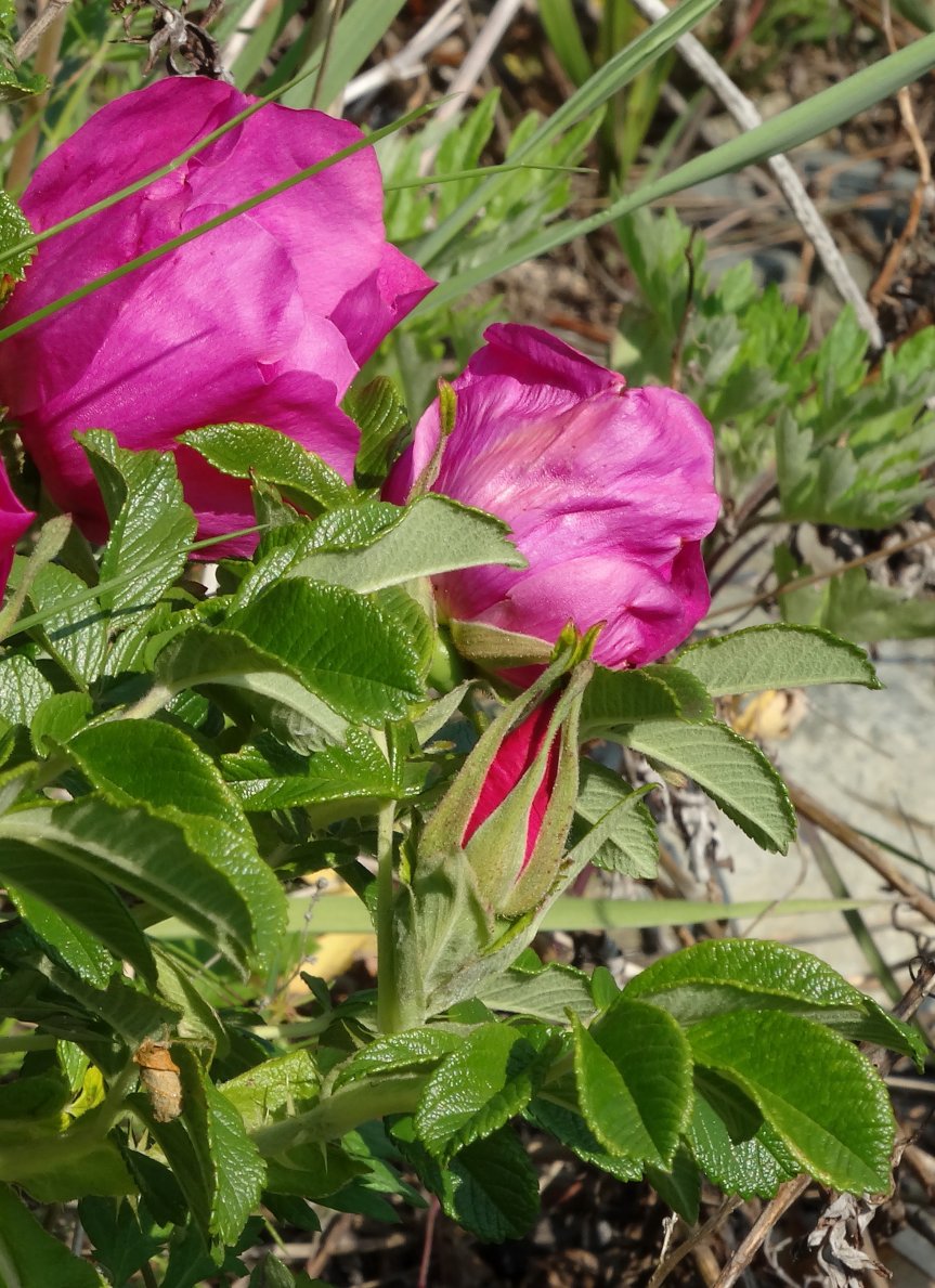 Image of Rosa rugosa specimen.