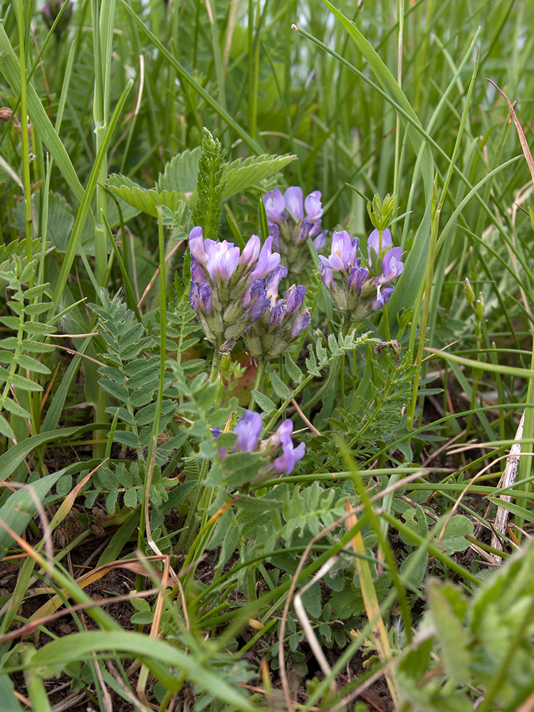 Изображение особи Astragalus danicus.