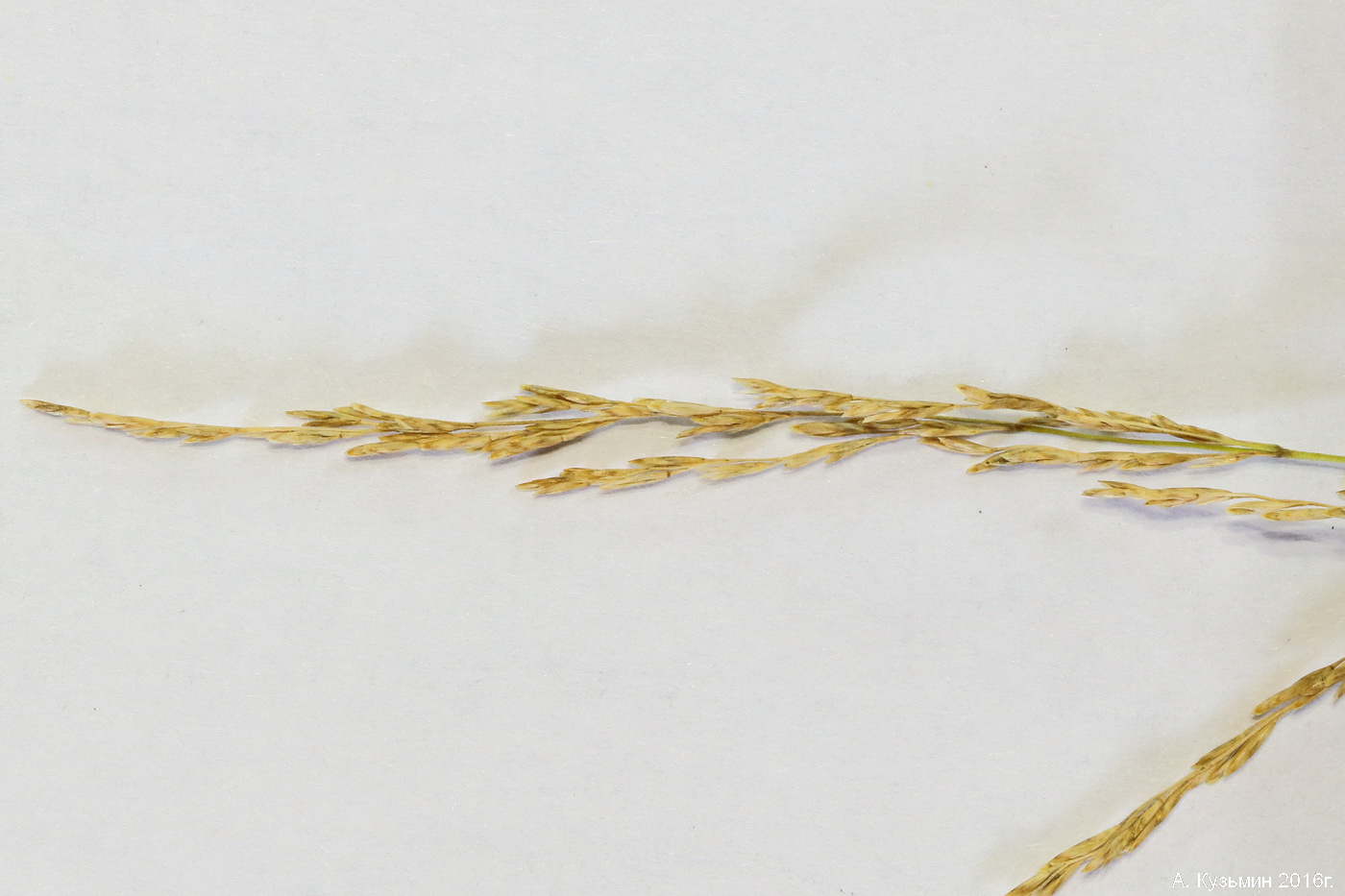 Image of genus Puccinellia specimen.