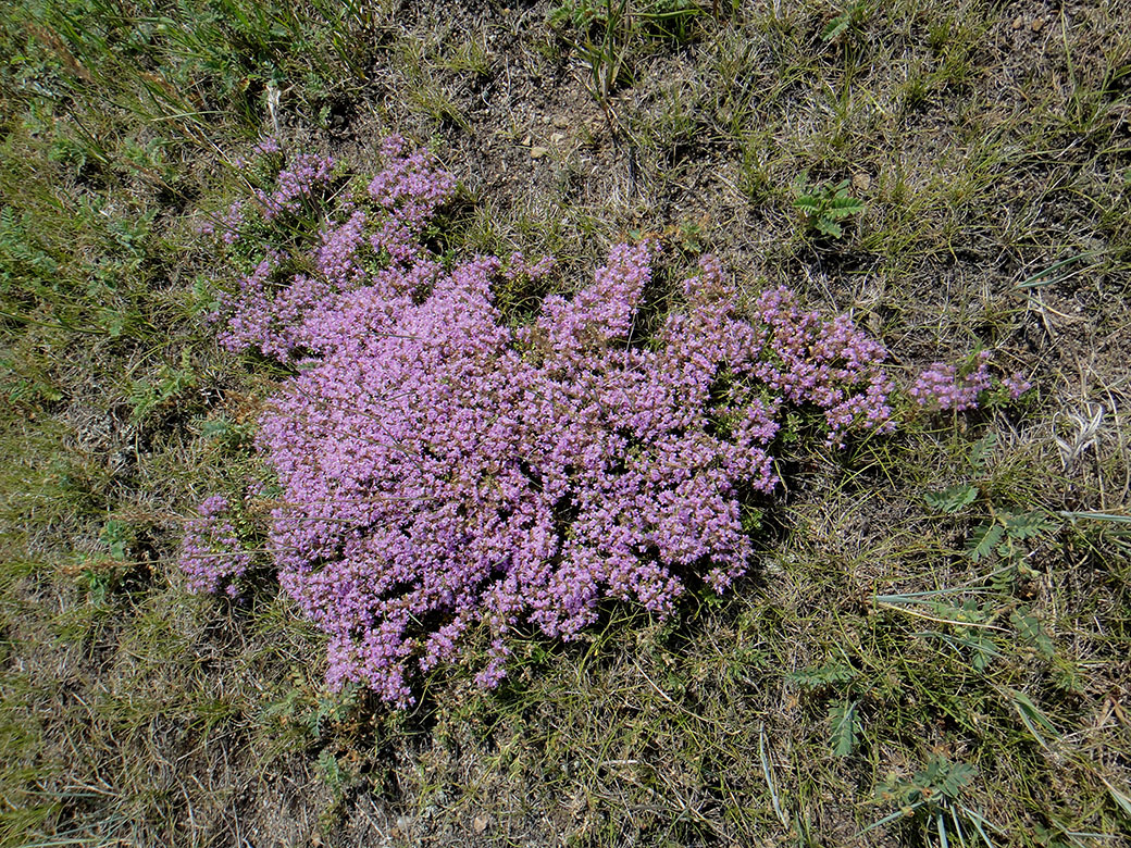 Изображение особи род Thymus.