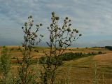 Echinops sphaerocephalus. Верхняя часть растения с нераспустившимися соцветиями. Украина, Киевская обл., Ставищенский р-н, с. Снежки, дол. р. Гнилой Тикич, луговая степь. 02.08.2008.
