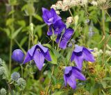 Platycodon grandiflorus