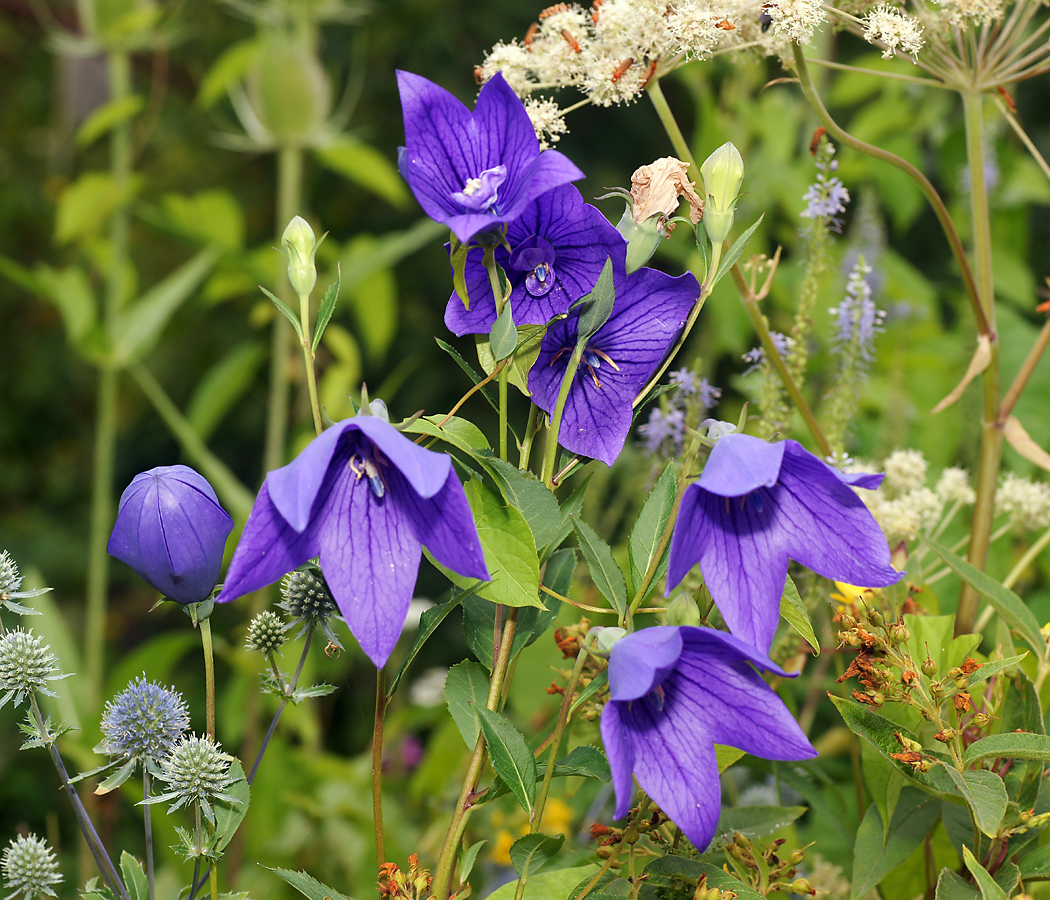 Image of Platycodon grandiflorus specimen.