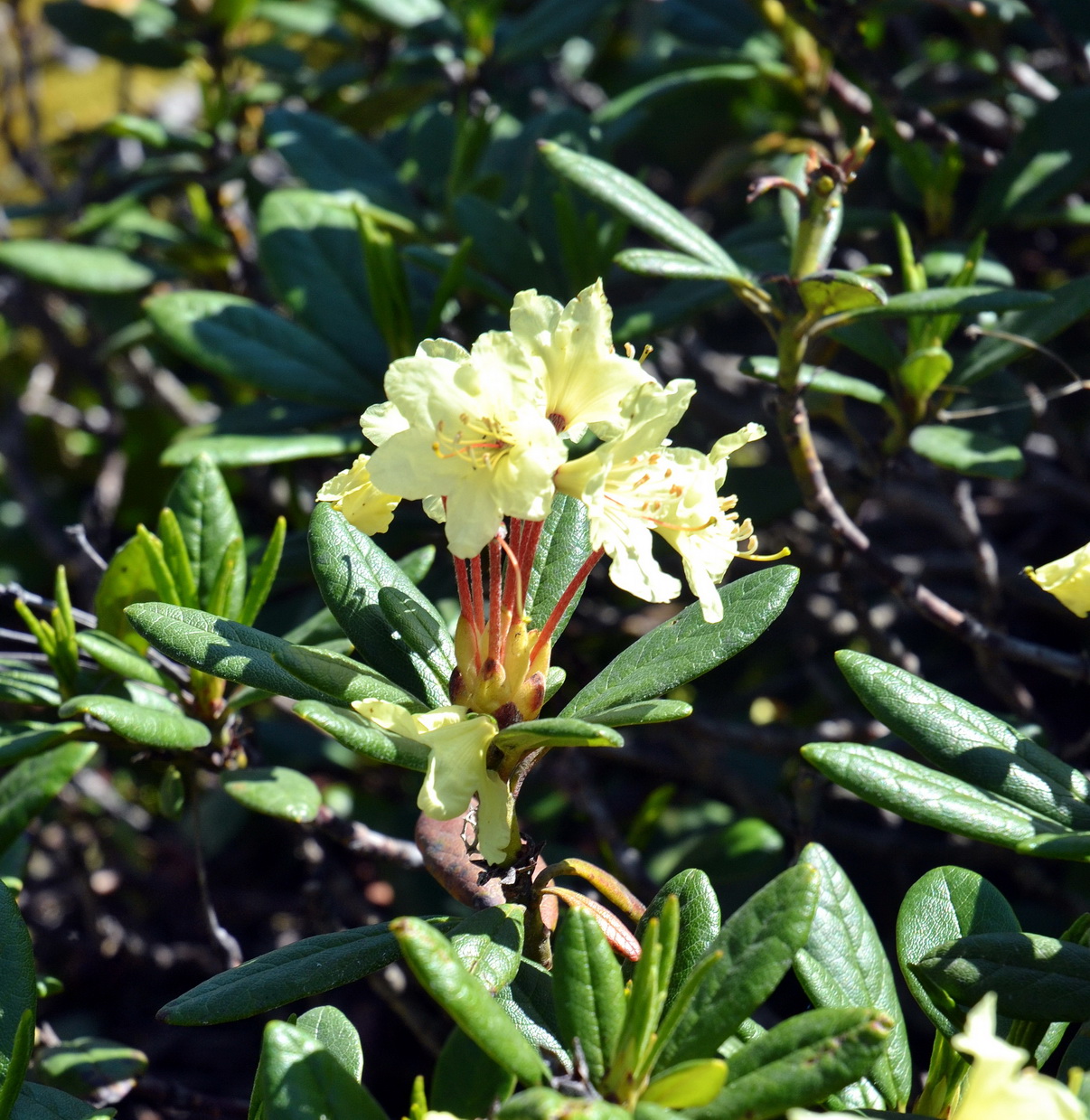 Image of Rhododendron aureum specimen.