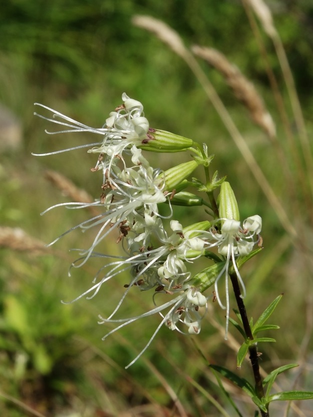 Image of Silene foliosa specimen.