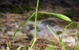 Silene saxatilis
