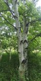 Betula kamtschatica