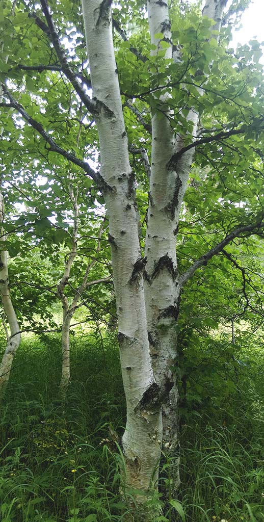 Image of Betula kamtschatica specimen.