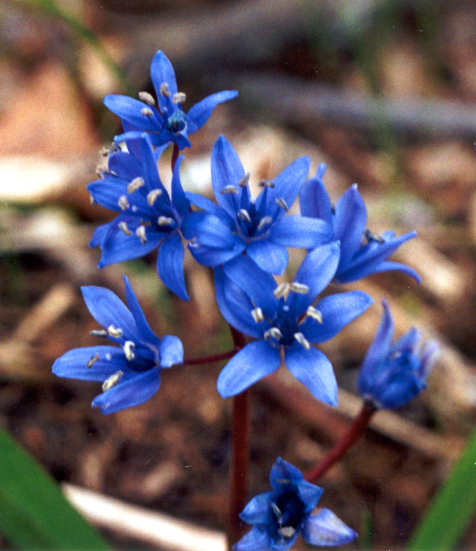 Изображение особи Scilla bifolia.