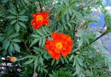 Tagetes patula. Верхушка цветущего растения. Ставропольский край, г. Невинномысск, автовокзал, в культуре. 12.09.2016.