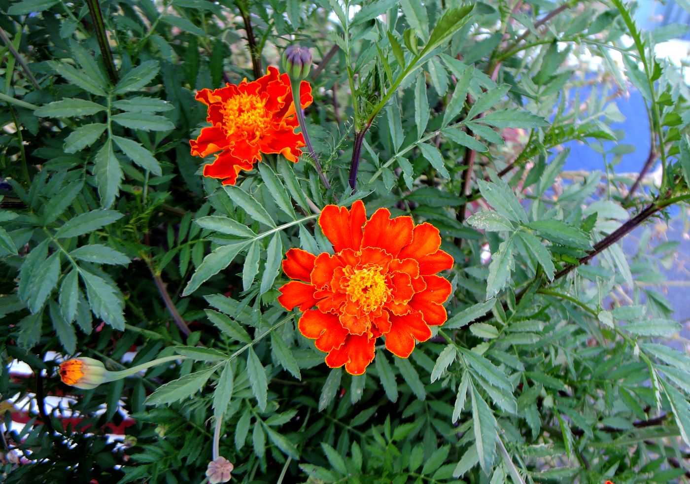 Изображение особи Tagetes patula.