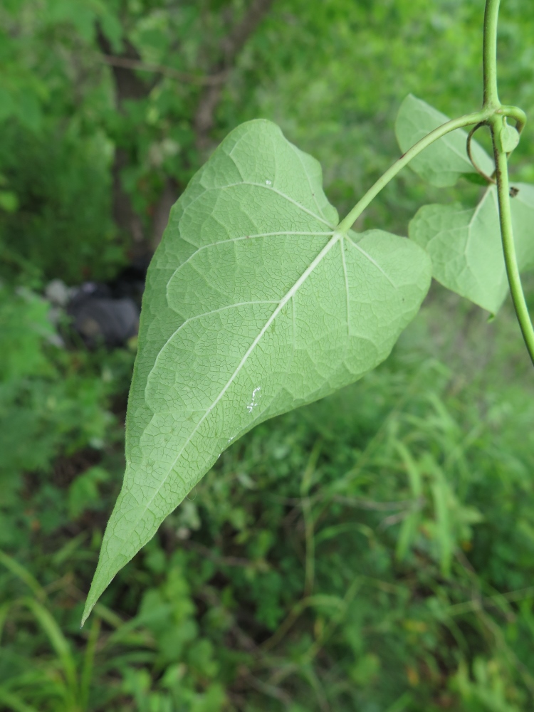 Image of Cynanchum wilfordii specimen.