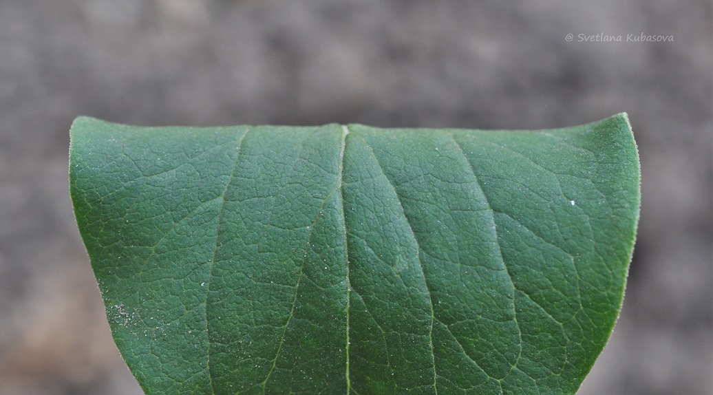 Изображение особи Syringa pubescens ssp. patula.