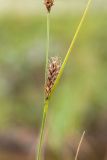 Carex lasiocarpa. Часть побега с соплодием. Мурманская обл., Кольский р-н, окр. пос. Дальние Зеленцы, окр. Столбового озера, заболоченная тундра у берега озера. 25.07.2016.