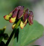 Hippocrepis emeroides