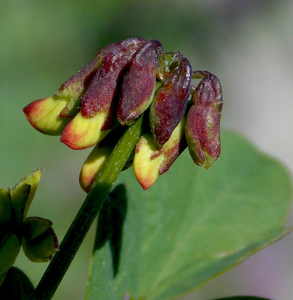 Изображение особи Hippocrepis emeroides.