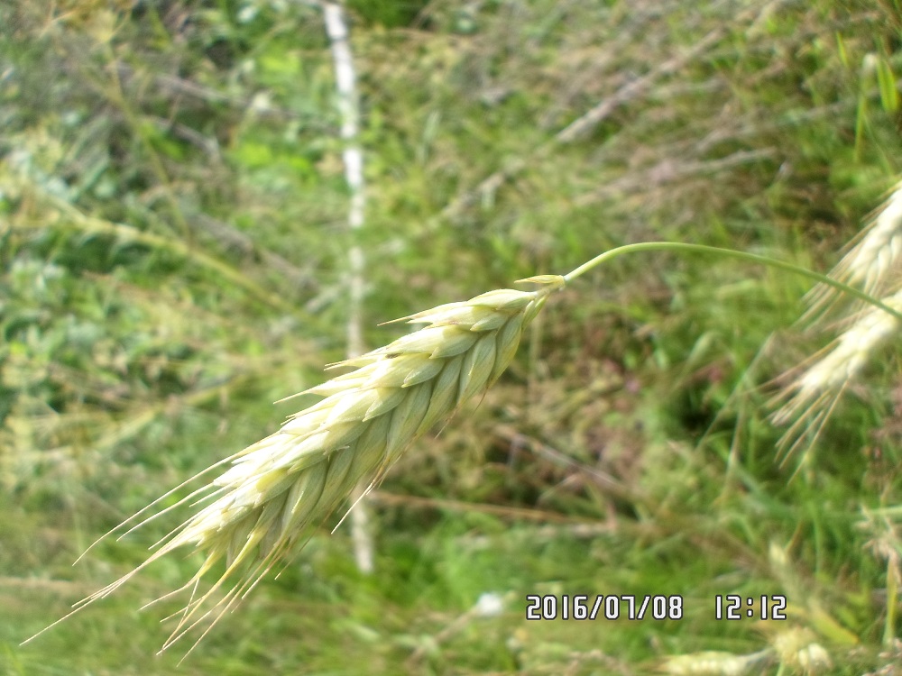 Image of genus × Triticosecale specimen.