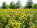 Helianthus annuus