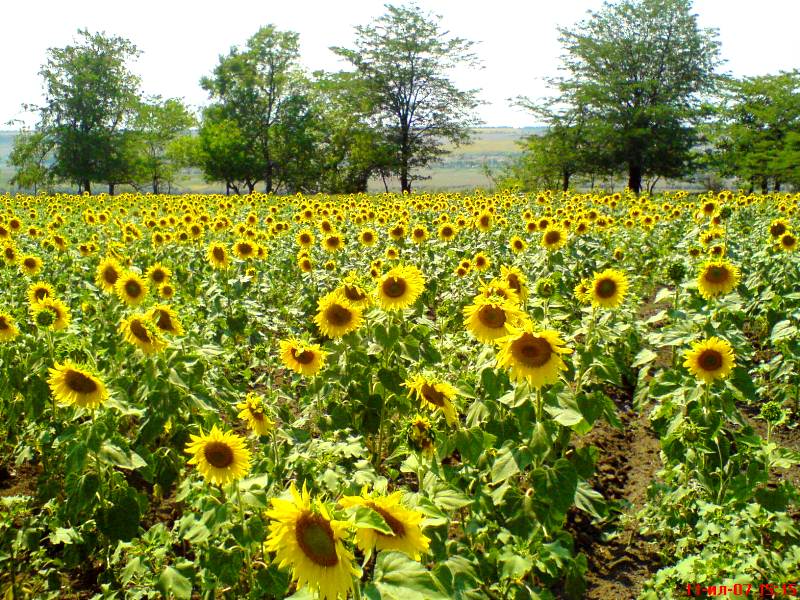 Image of Helianthus annuus specimen.