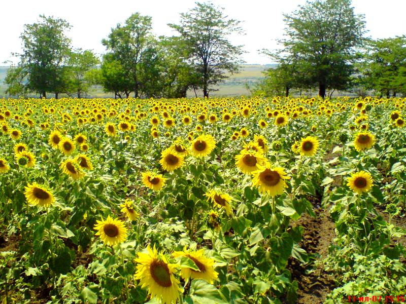 Изображение особи Helianthus annuus.