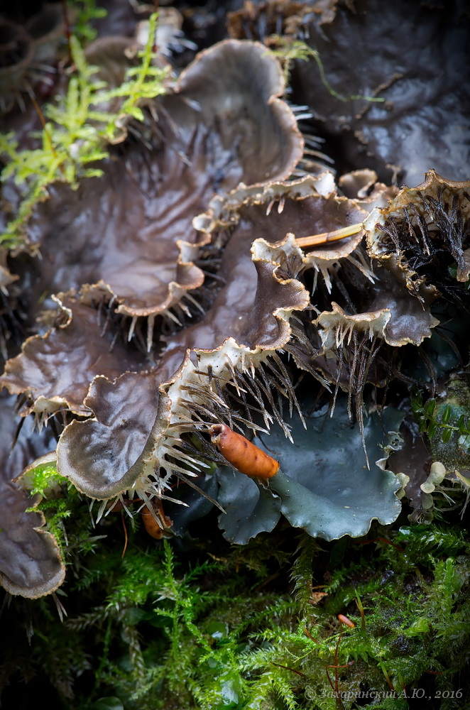 Image of Peltigera praetextata specimen.