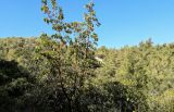 Arbutus andrachne. Крона плодоносящего дерева. Израиль, гора Кармель. 27.11.2016.