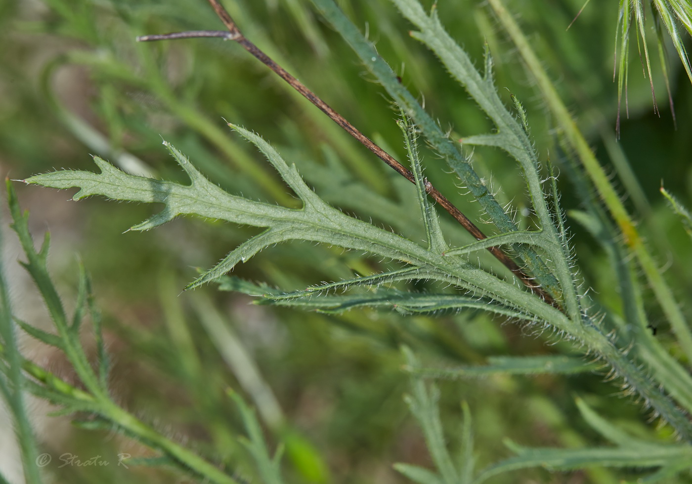 Image of genus Papaver specimen.