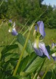 Viola ruppii. Цветки (вид со стороны чашечки). Украина, Тернопольская обл., Кременецкий р-н, окр. г. Почаева, луг к югу от Свято-Духовского скита. 01.06.2015.