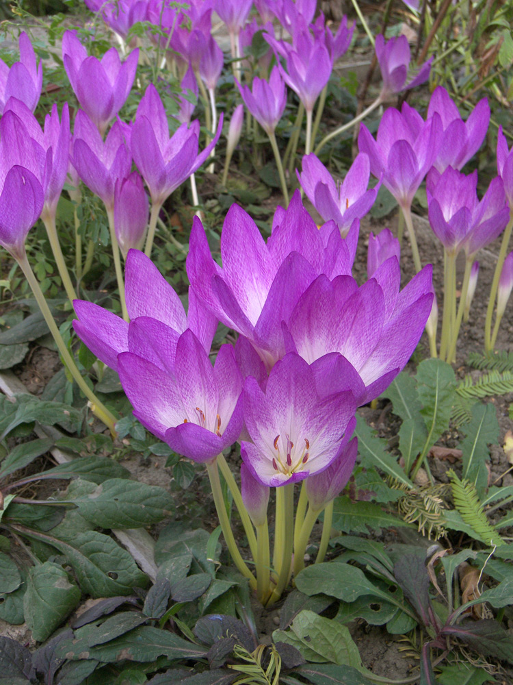 Изображение особи Colchicum bivonae.