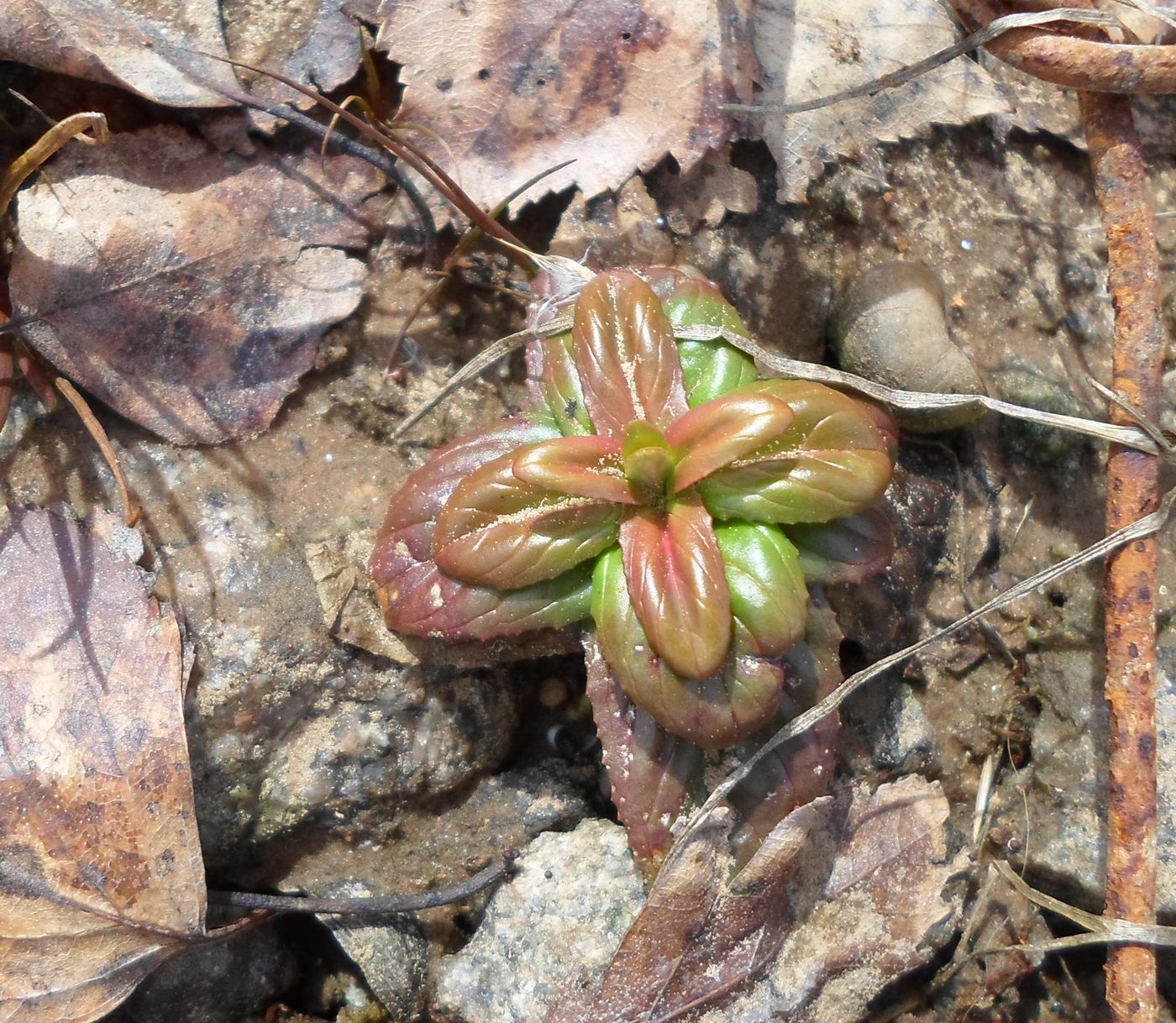 Изображение особи Epilobium adenocaulon.