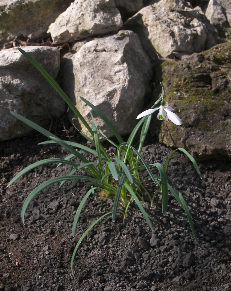 Изображение особи Galanthus cilicicus.