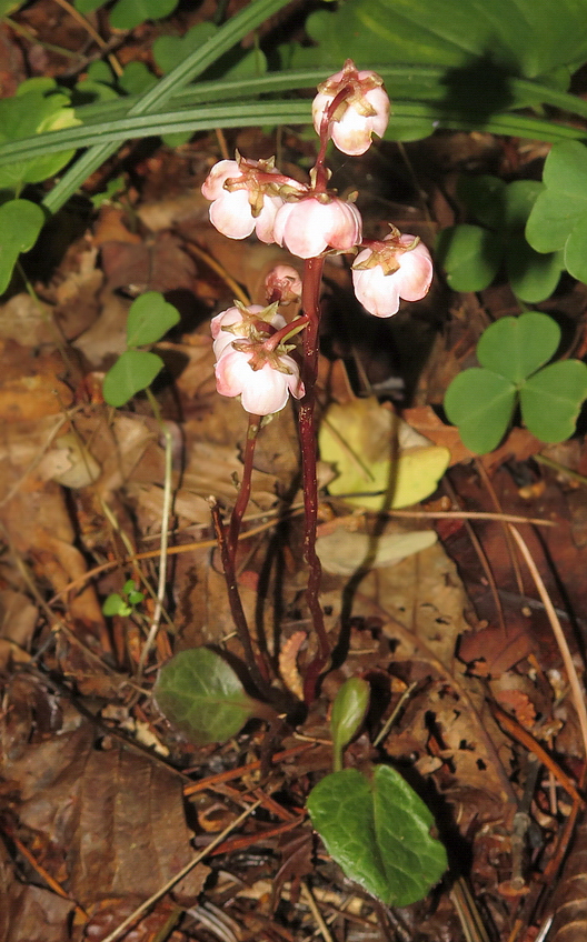 Image of Pyrola japonica specimen.