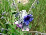 Cynoglossum creticum