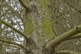 Picea abies