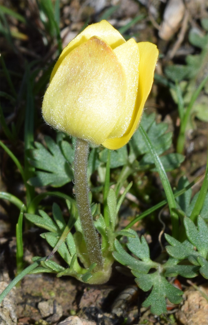 Image of Anemone petiolulosa specimen.