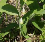 Polygonatum odoratum. Часть побега с цветками. Восточный Казахстан, Глубоковский р-н, окр. с. Тарханка, вершина сопки. 13.05.2015.