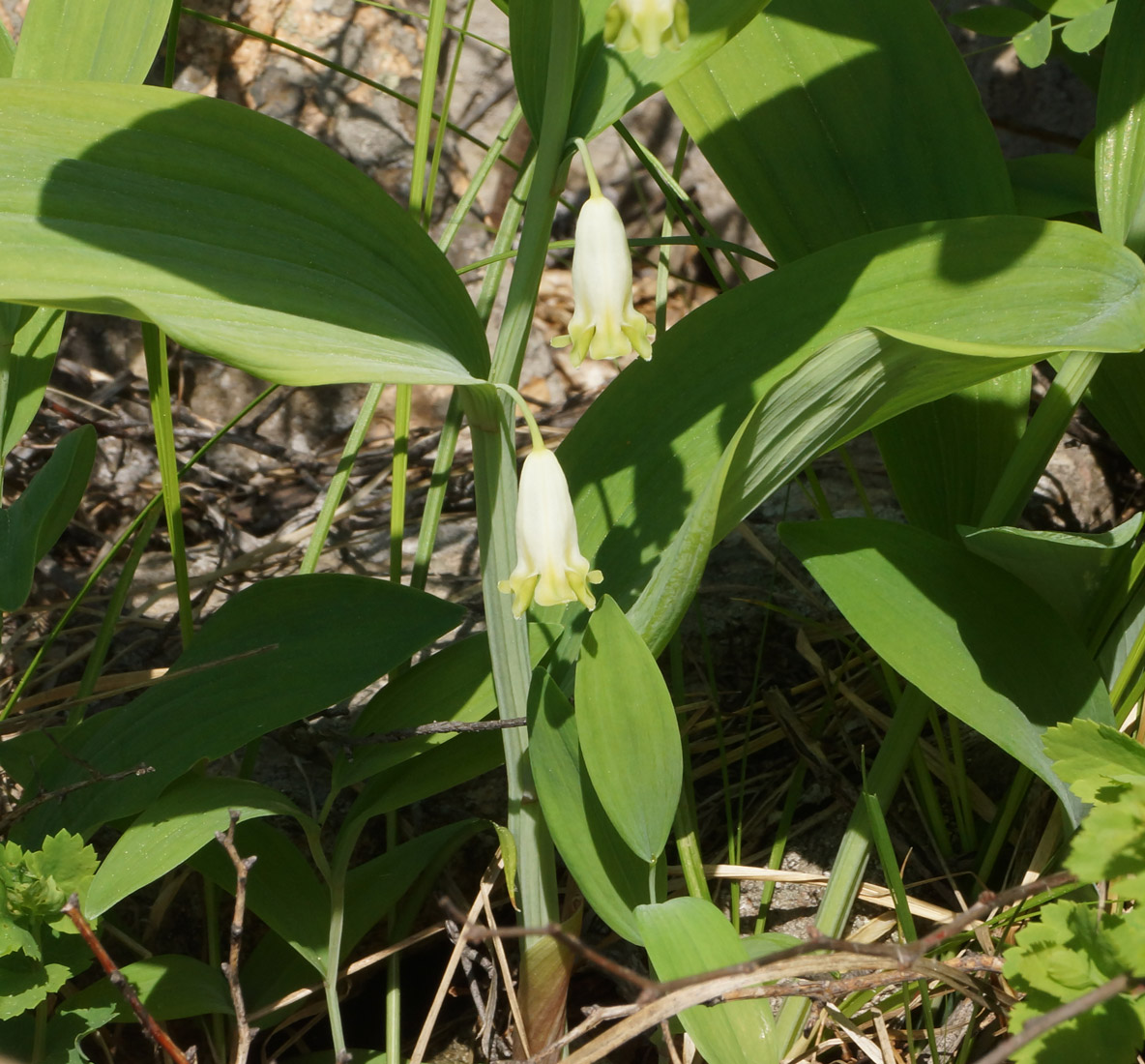 Изображение особи Polygonatum odoratum.