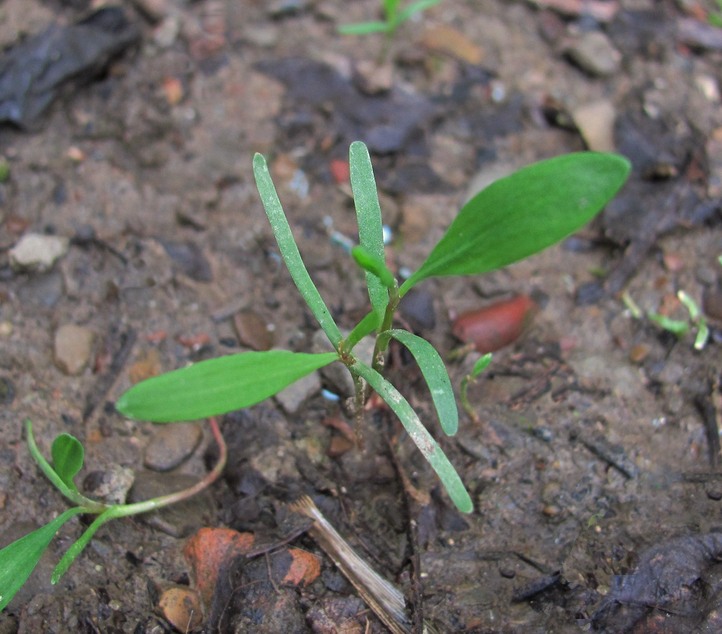 Изображение особи Polygonum aviculare.