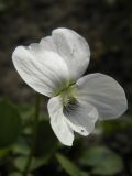 Viola sororia