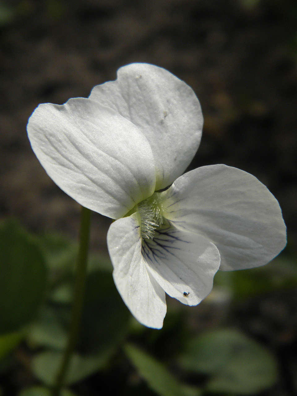 Image of Viola sororia specimen.