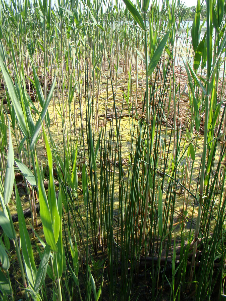 Image of Schoenoplectus tabernaemontani specimen.