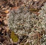 Cladonia rangiferina