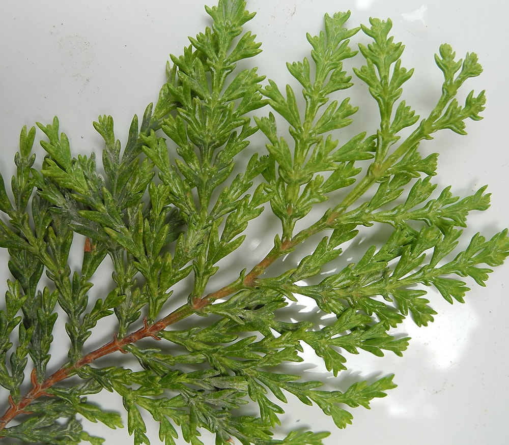 Image of Austrocedrus chilensis specimen.