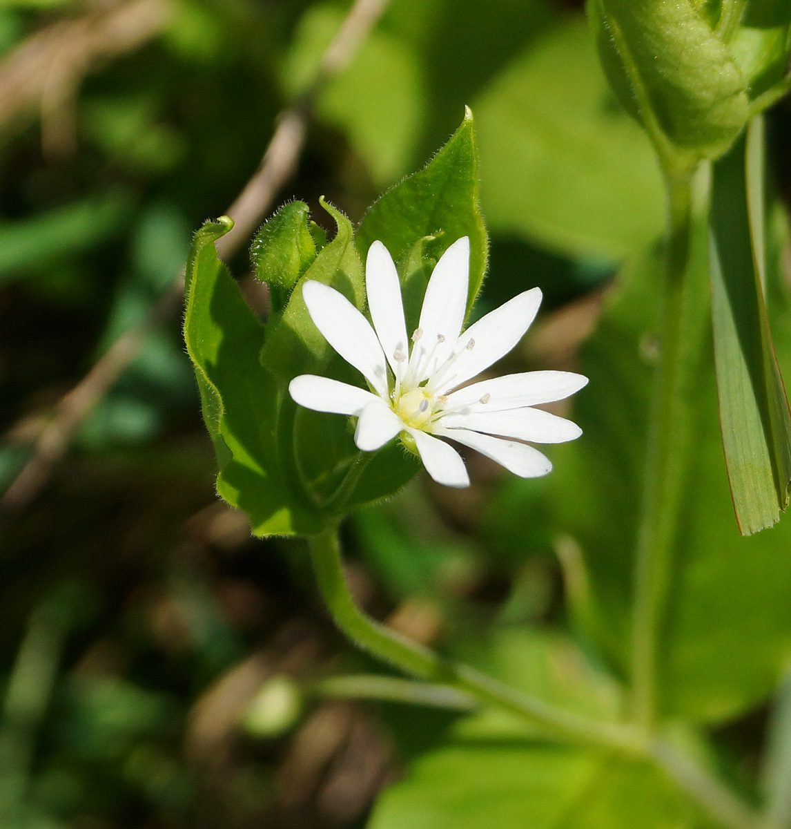 Image of Stellaria bungeana specimen.